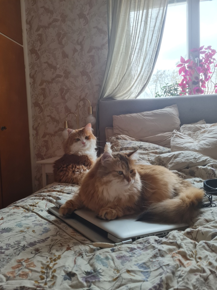 Sibirisk katt Ukko och Florentina